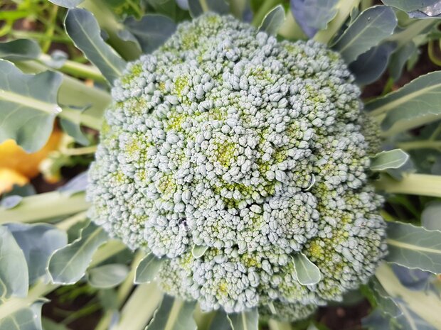 biologische-broccoli-velhorst